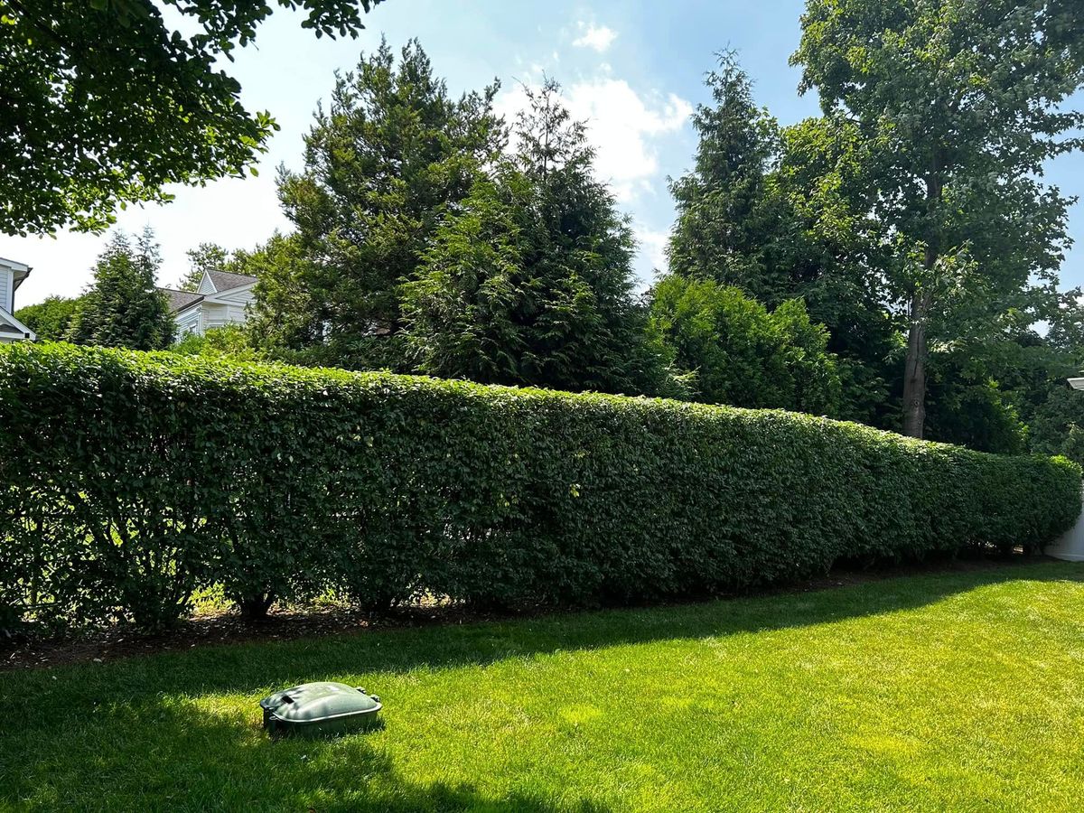 Shrub Trimming for Jose Gonzalez Landscaping in Stamford, CT