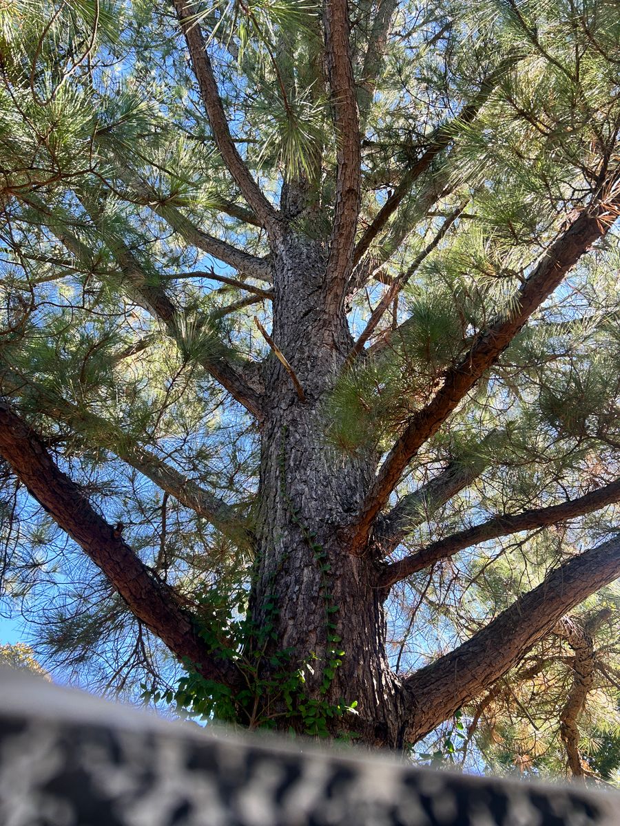 Tree Removal for Terra Steel Creations in Independence, KY