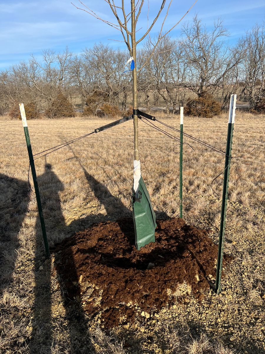 Tree Planting for Jakob’s Lawn Kare in Wichita, KS