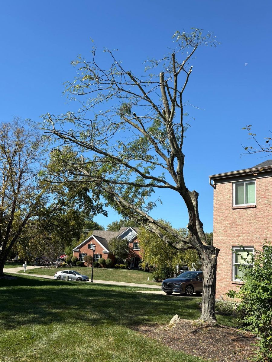 Tree Trimming for Dig-It Tree Company in Mason, OH
