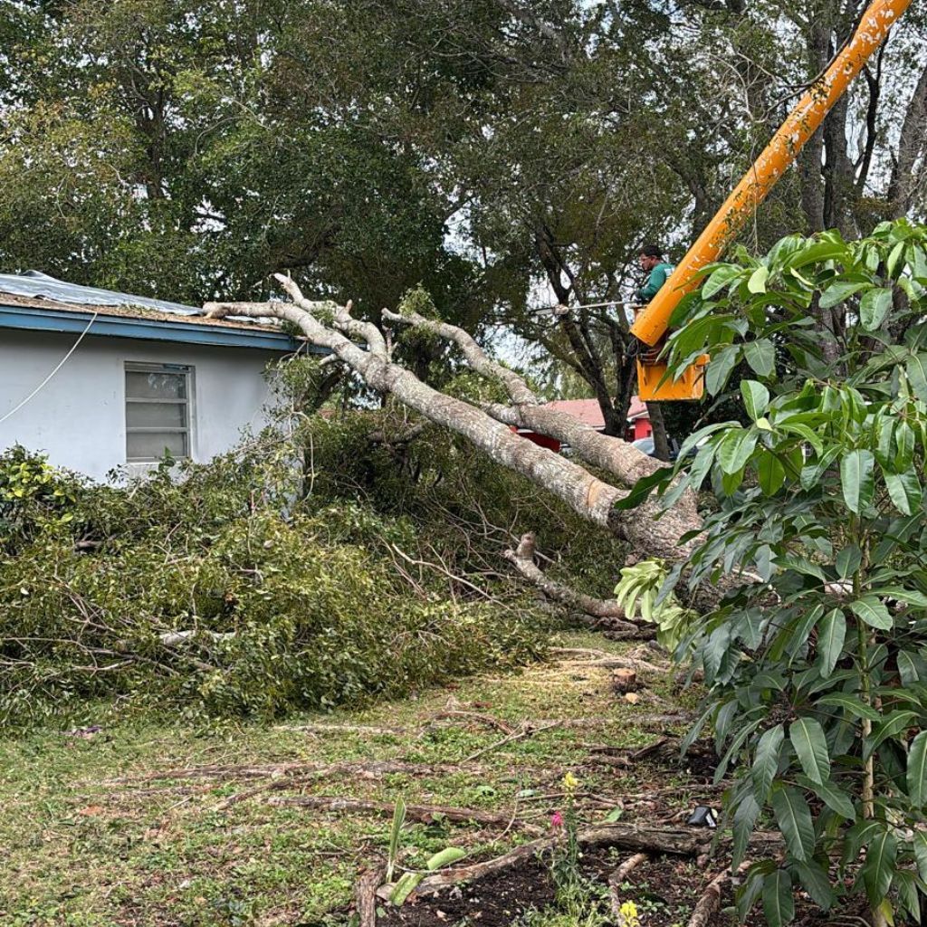 Tree Removal for Nurry Tree Services in Miami, FL
