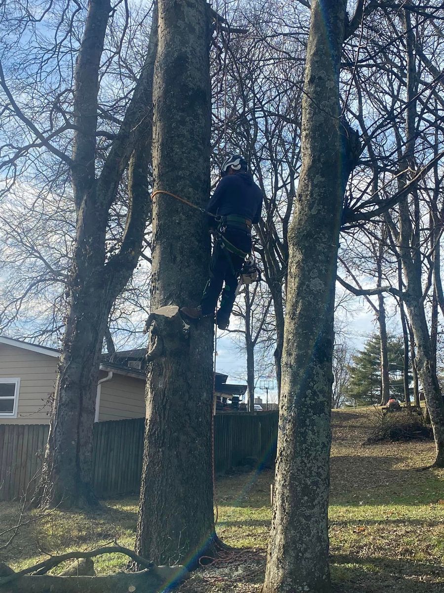 Tree Pruning for JayBird Tree Service  in Goodlettsville, TN