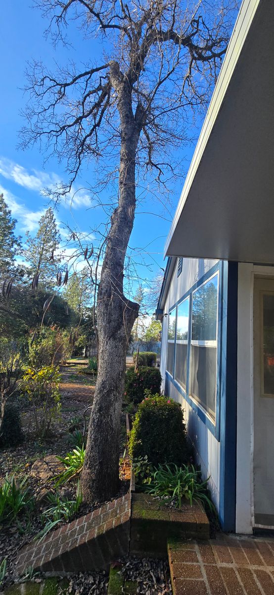 Tree Trimming for George Staddan's Professional Tree Care in Placerville, CA