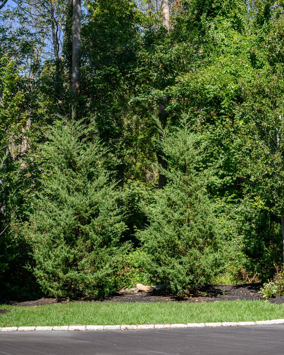 Plantings & Enhancements for Pungitore Landscapes, Irrigation & Fertilizer in Hingham, MA