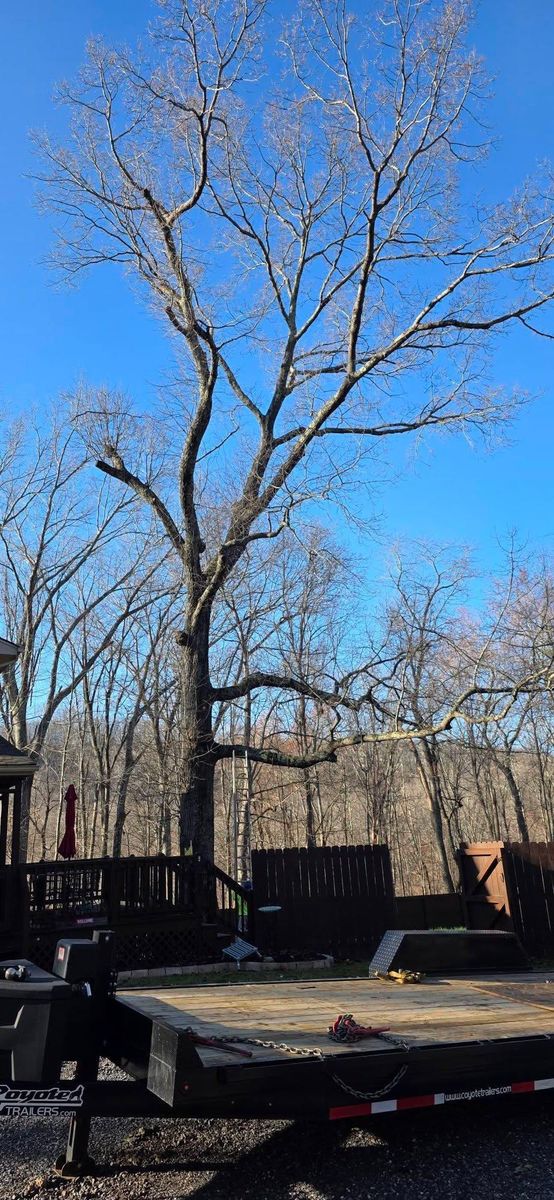 Emergency Tree Services for Hamlett Tree Service LLC in Clover, VA