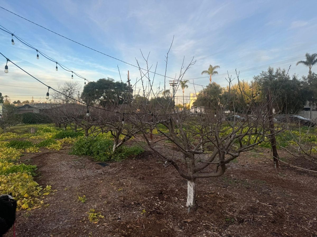 Property Beautification for The Tree Fairy in Julian, CA