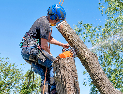 Tree Removal for Huntsville Tree Service in Huntsville, AL