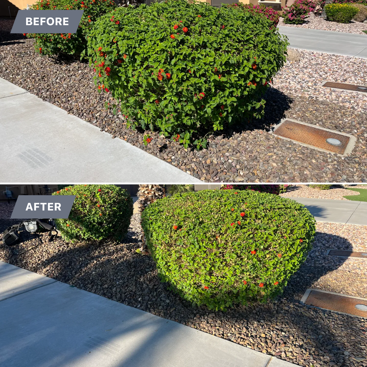 Tree & Shrub Care for Grand Canyon State Landscape Inc. in Surprise, AZ