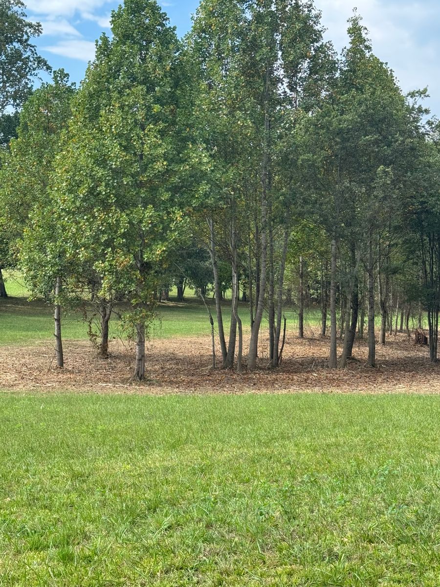 Forestry Mulching for Blair Excavation in Cookeville, TN