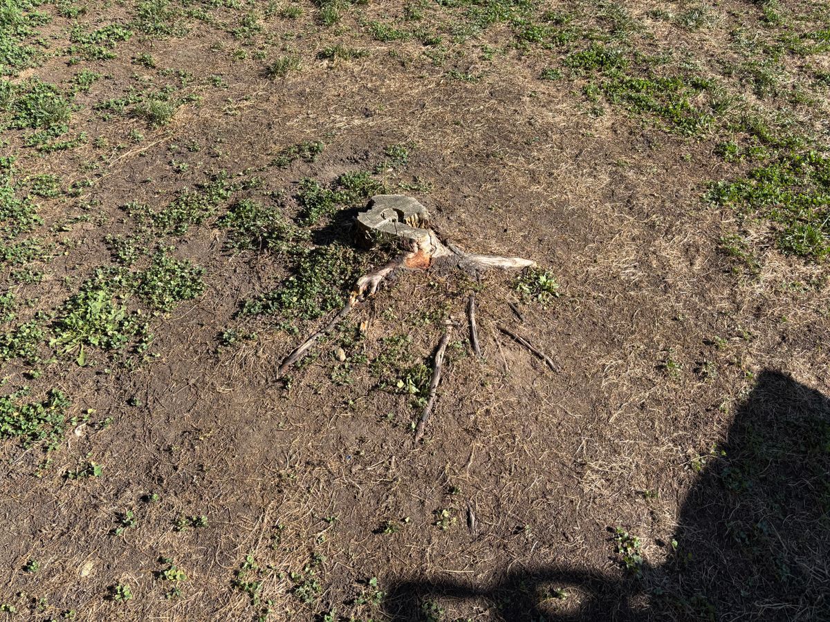Stump Removal for Conrad's Stump Removal in Columbus, IN