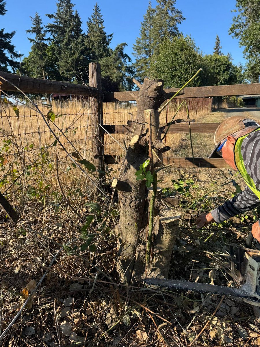 Tree Removals for Willamette Landscaping and Tree Services in Albany, OR