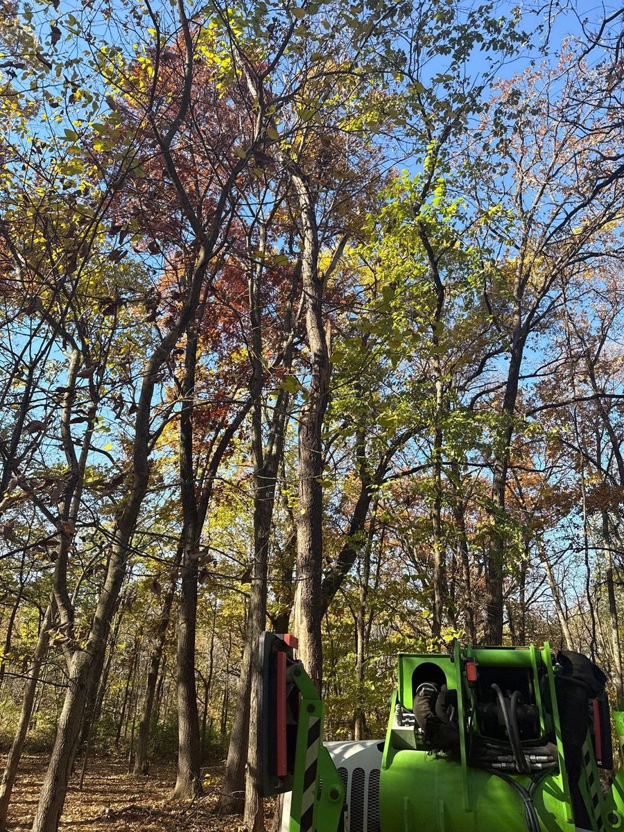 Fall Clean Up for Fransen's Tree Service  in Freeport, IL