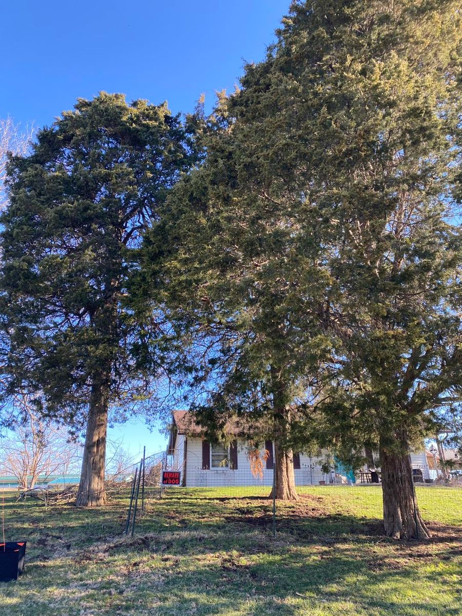 Tree Trimming for Houtz Tree Service in Lexington, KY