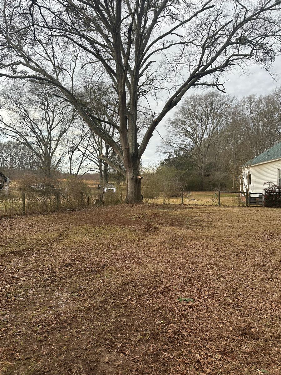 Tree Trimming for ArborMax in Thomaston, GA