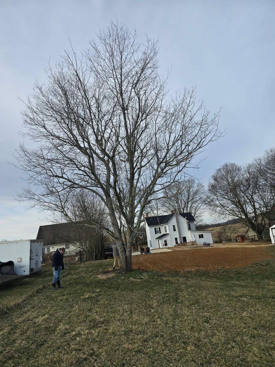 Tree Removal for M&L Lumber and Excavating in Jonesborough, TN