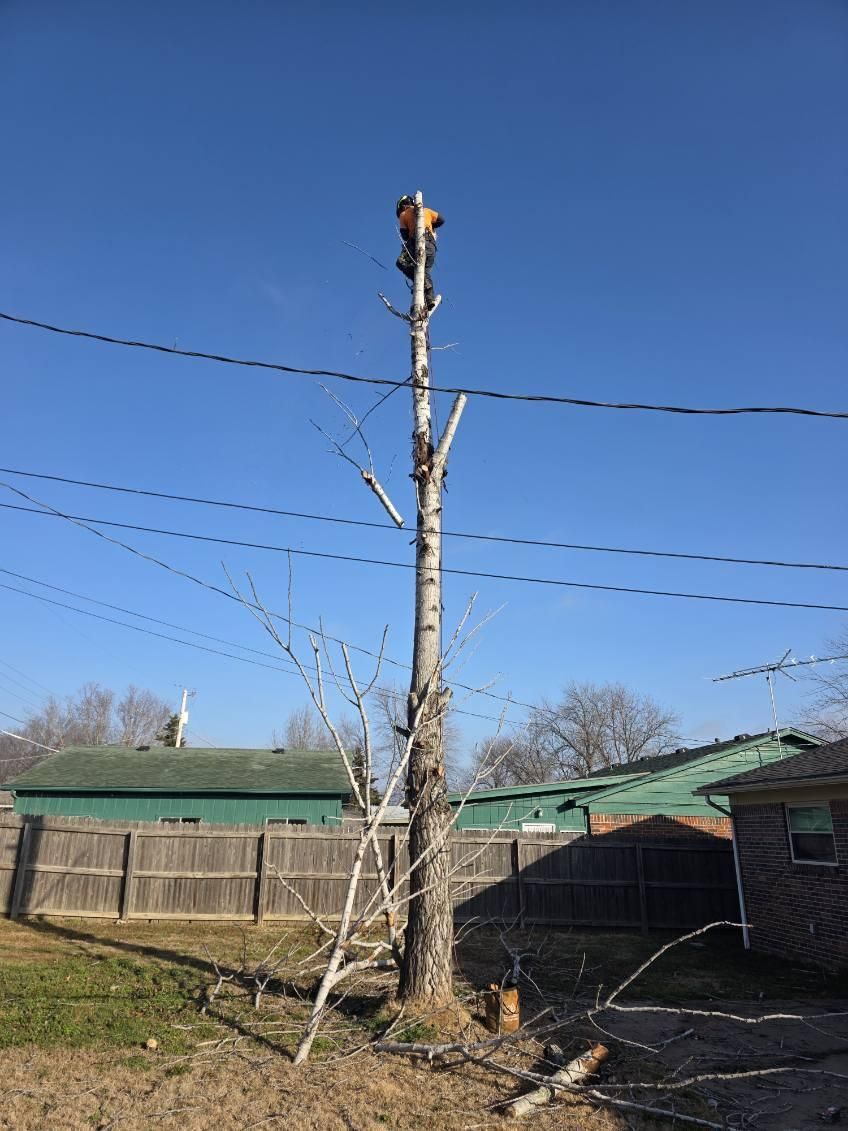 Tree Removal for Oklahoma Tree Guy in Bartlesville, OK