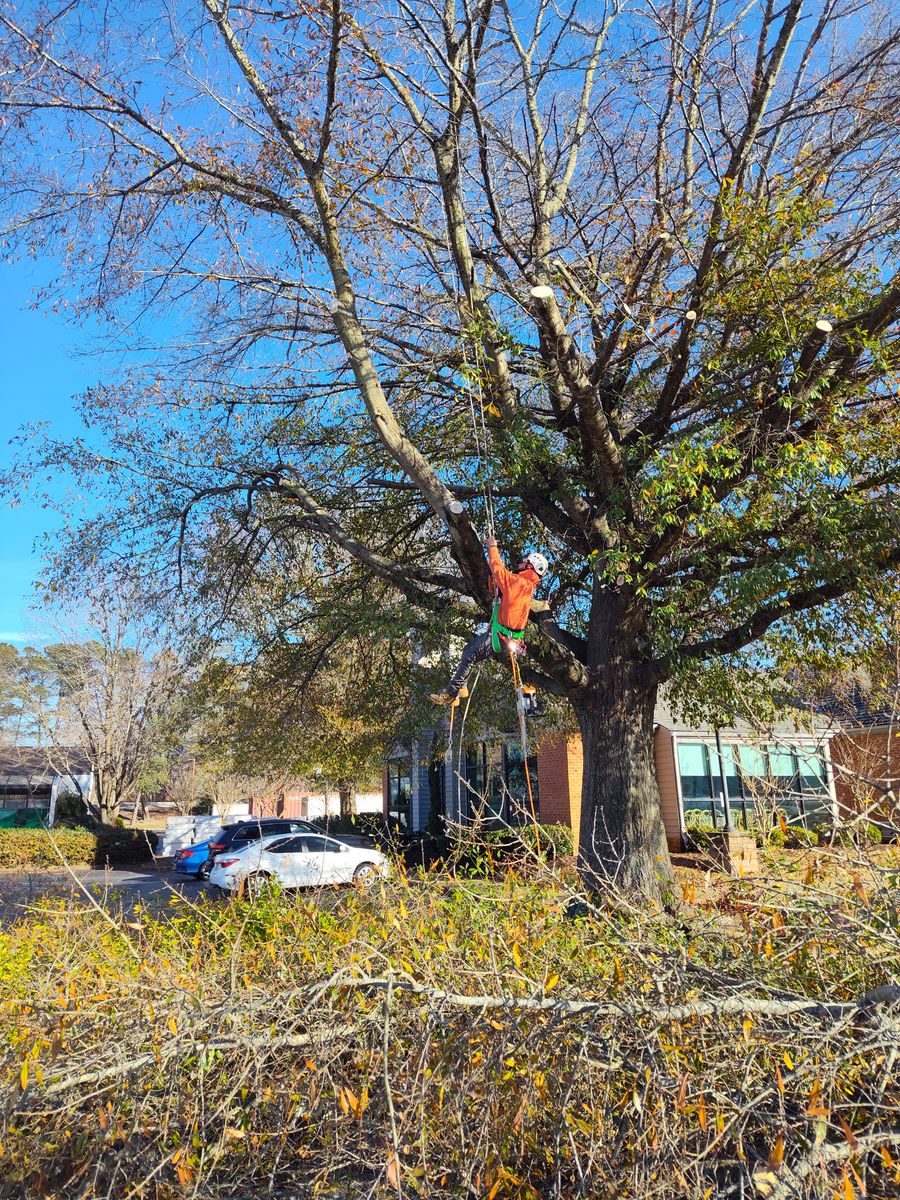 Tree Removal for Noel Velazquez Landscaping  in Williamsburg, VA