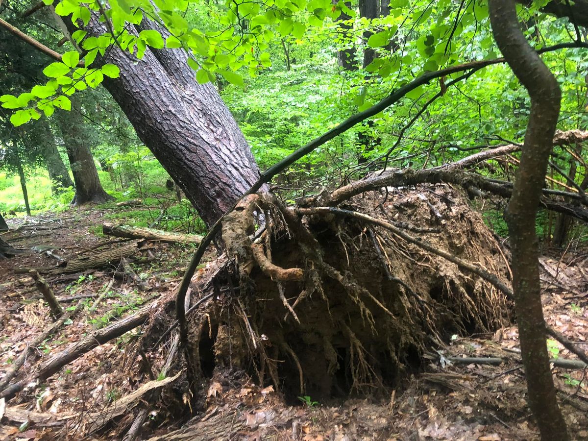 Emergency Tree Services for All American Tree Services LLC in Dallas, PA