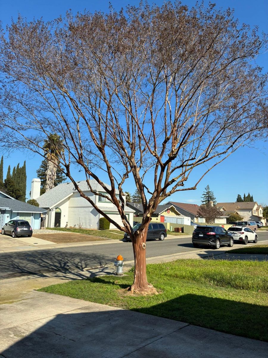 Tree Trimming for Sammy's Tree Services in Sacramento, CA