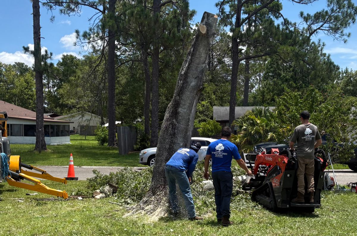 Fall Clean Up for Top Notch Tree Experts in Orange Park, FL