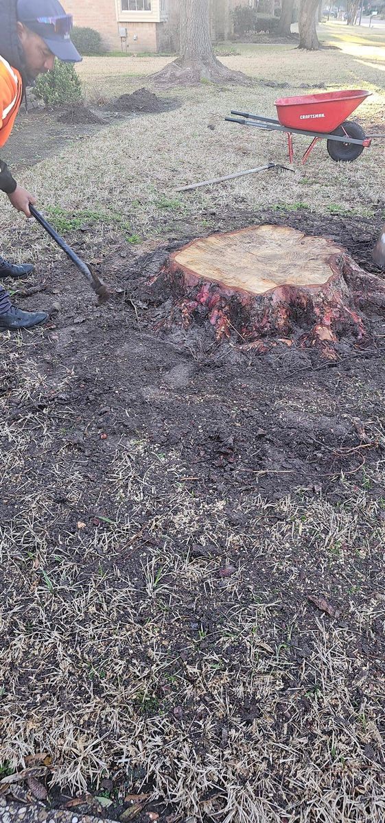Stump Removal for Servin's Tree Care  in Houston, TX