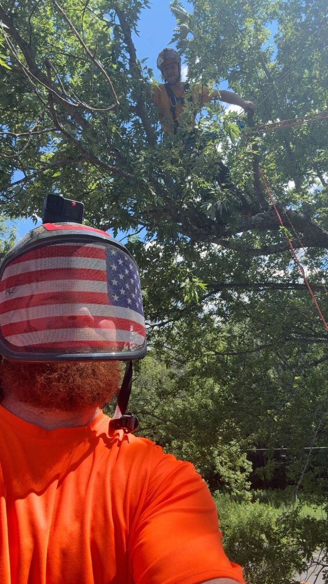 Tree Pruning for T's Trees in Albany, NY