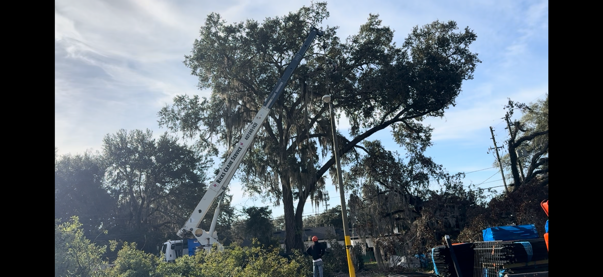 Tree Pruning for Amerigrown Tree And Lawn in Apopka, FL