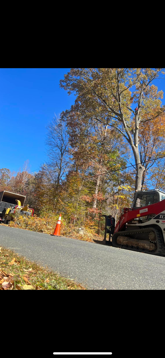 Tree Removal for Branch Out Tree Care LLC in Fredericksburg, VA