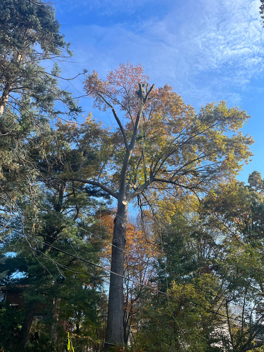 Tree Removal for S.H. Tree Service LLC in Hilton, NY