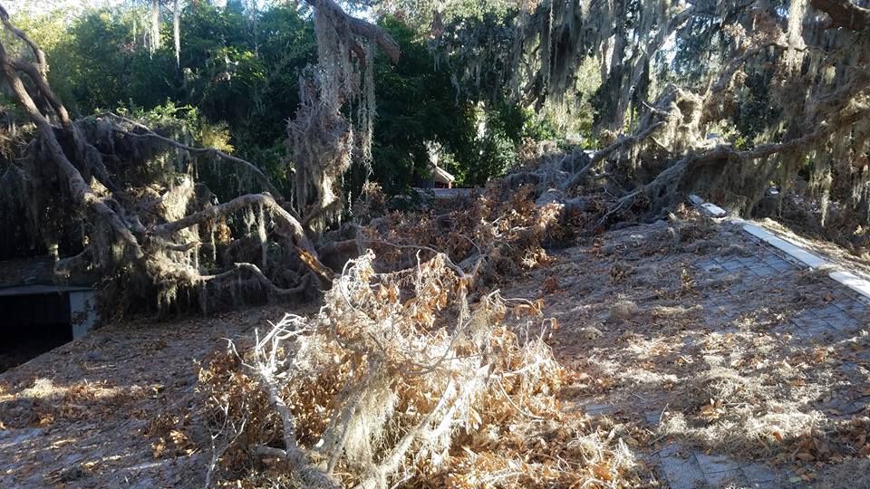 Fall Clean Up for Spruce Creek Tree Service in Port Orange, FL