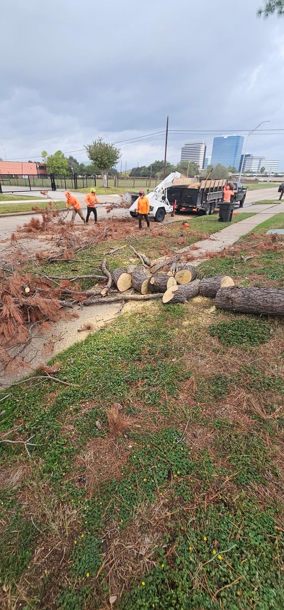 Fall Clean Up for Servin's Tree Care  in Houston, TX