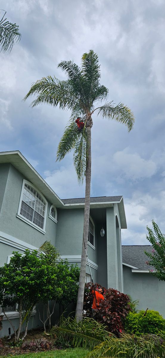 Tree Trimming for Tezna Landscaping, Trees & Pavers in Valrico, FL