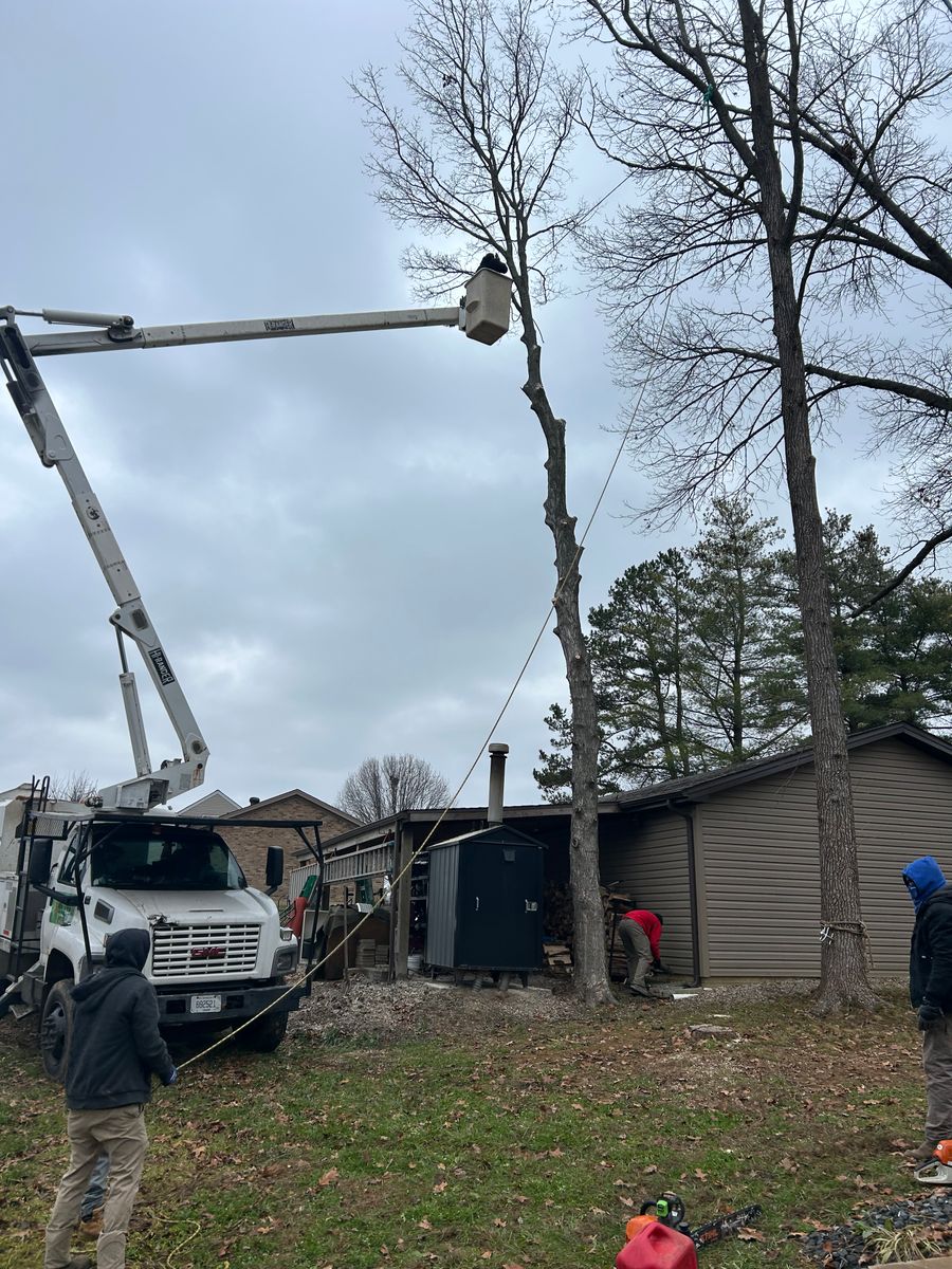Tree Removal for Optimum Tree Service And Landscaping in Bowling Green, KY