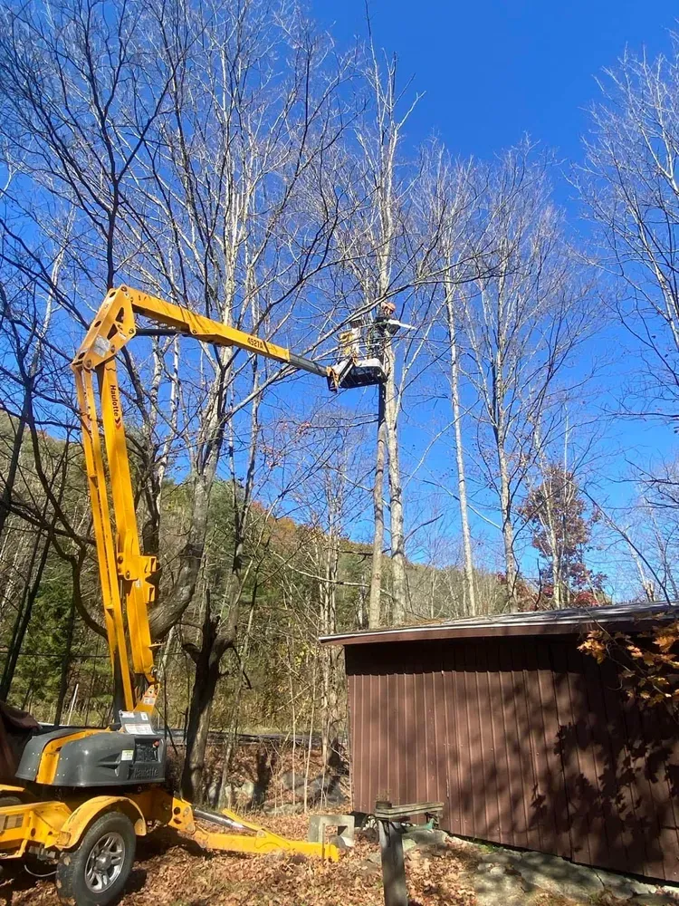Tree Trimming for Licensed to Cut Tree Service in Athens, PA