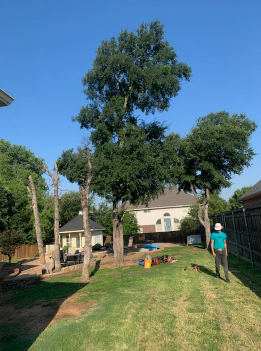 Tree Removal & Trimming for Teague Trees & Landscaping in Rendon, TX