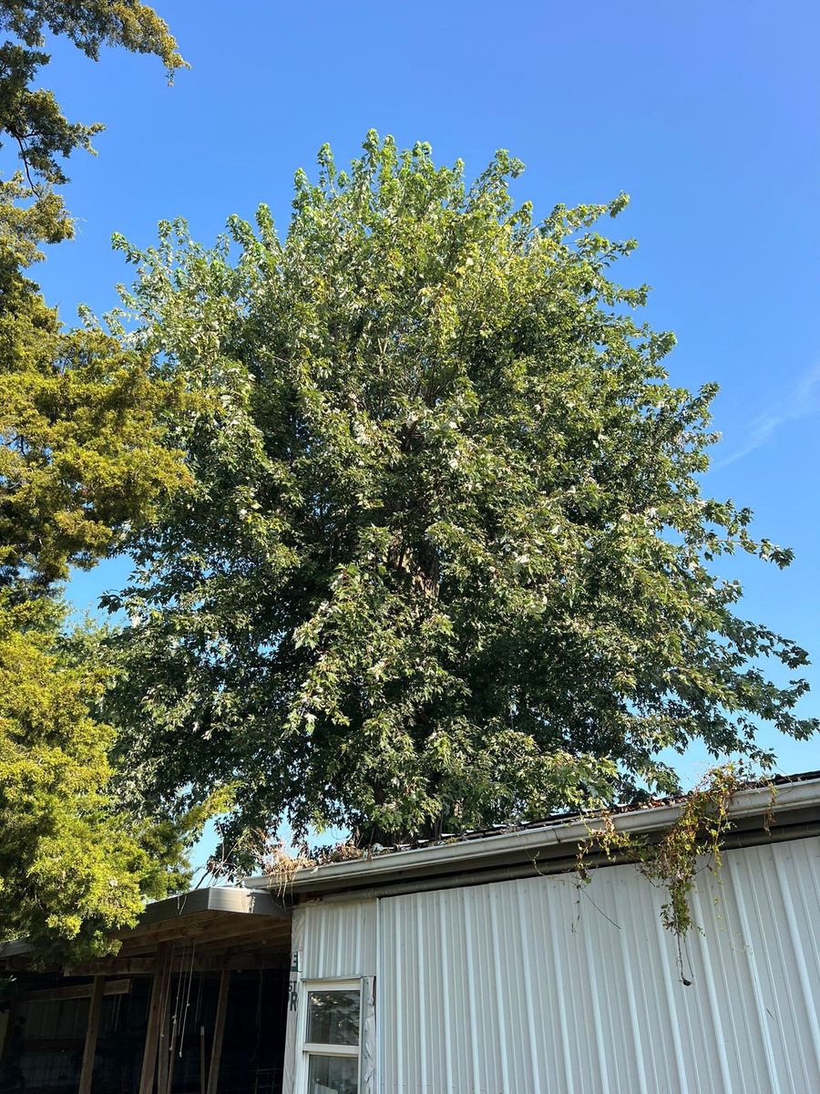 Tree Removal for Baker Professional Services LLC in Shelbina, MO