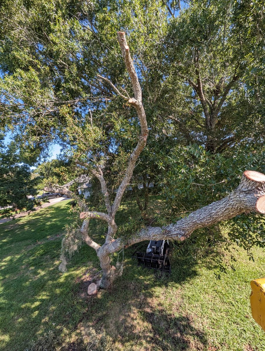 Tree Removal for Regal Tree Service and Stump Grinding in Wauchula, FL