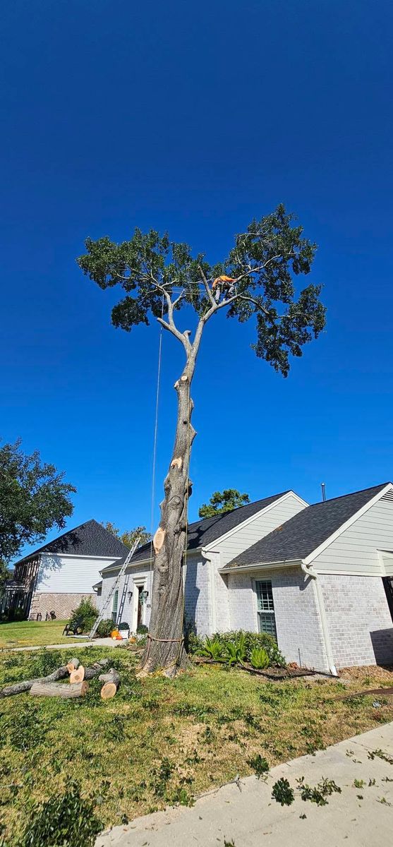 Tree Removal for Servin's Tree Care  in Houston, TX