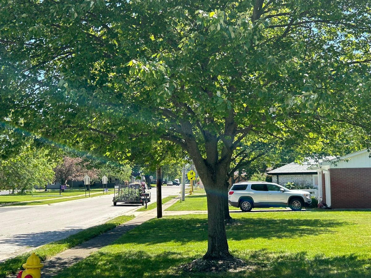 Tree Trimming for Bearforce Lawn Care LLC in Greenfield, IN