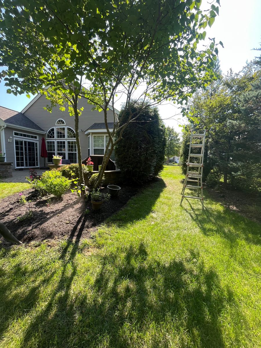 Tree Trimming for Tree ReLeaf in Manalapan, NJ