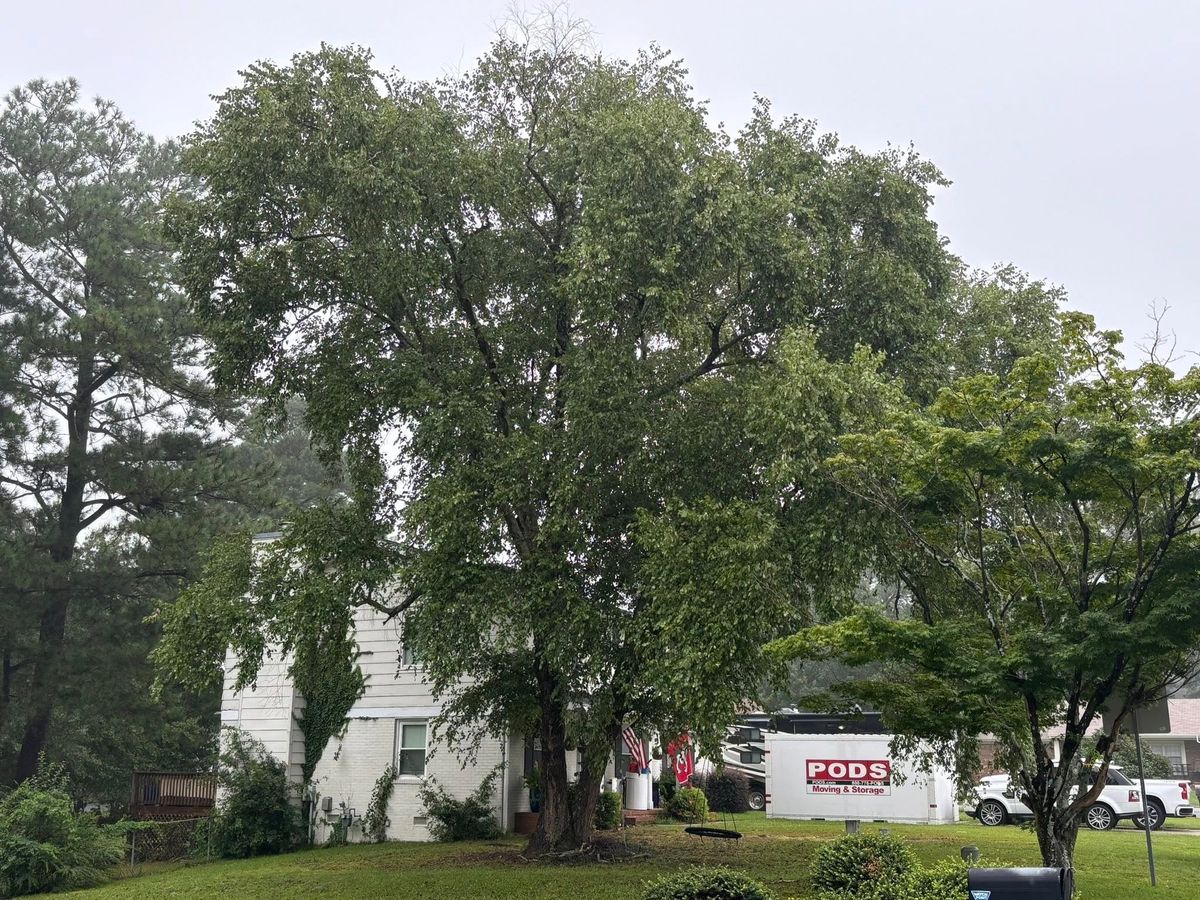 Tree Removal for Total Tree Care in Erwin, North Carolina