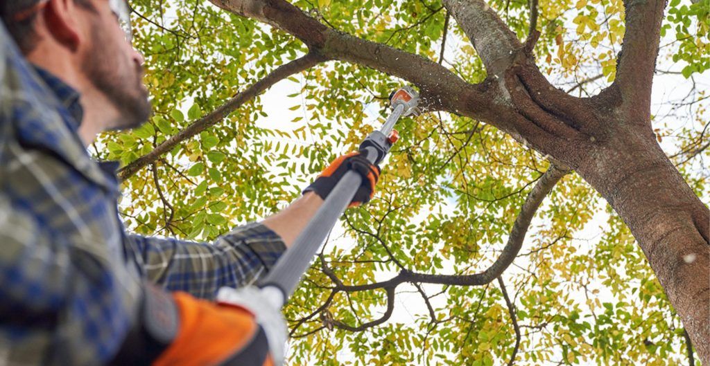 Tree Trimming for Forester Tree Care in Tool,  TX