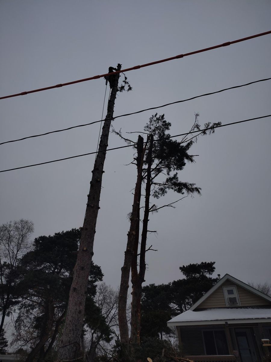 Emergency Tree Removal for Dan's Tree Service LLC in Bemidji, MN