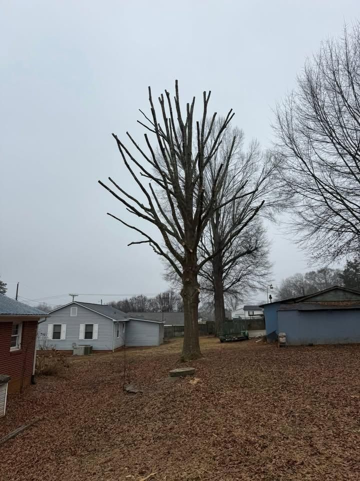 Tree Trimming for Down South Tree Care and Landscaping in Maiden, NC