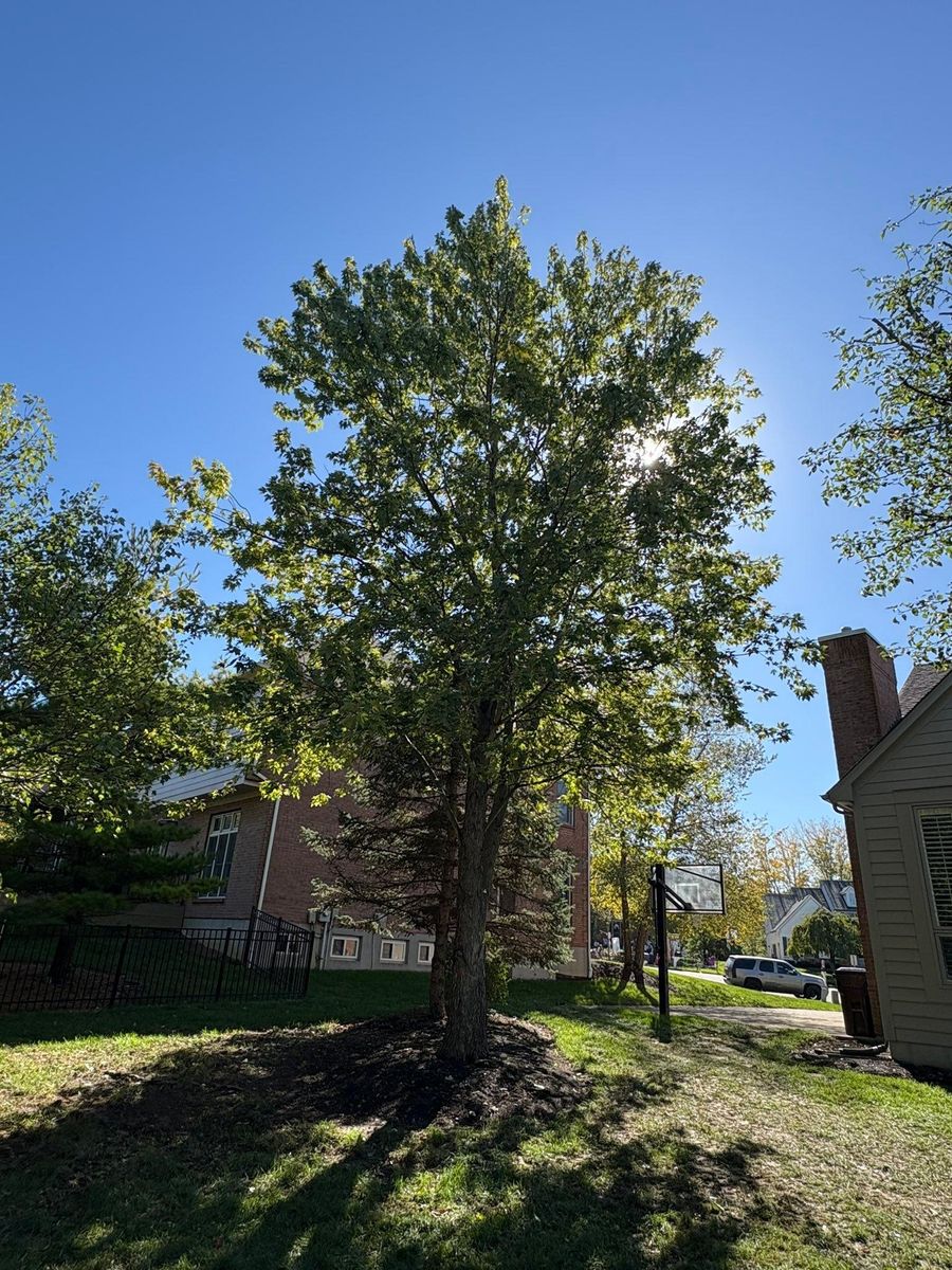 Tree Trimming for Dig-It Tree Company in Mason, OH