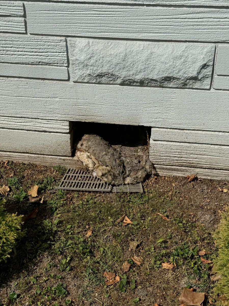 Rodent Control Services for All-In Pest Control & Home Solutions in Greene County, IN