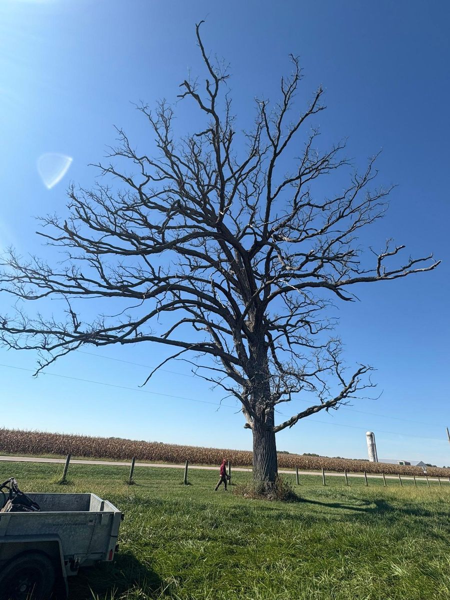 Tree Trimming for Dig-It Tree Company in Mason, OH