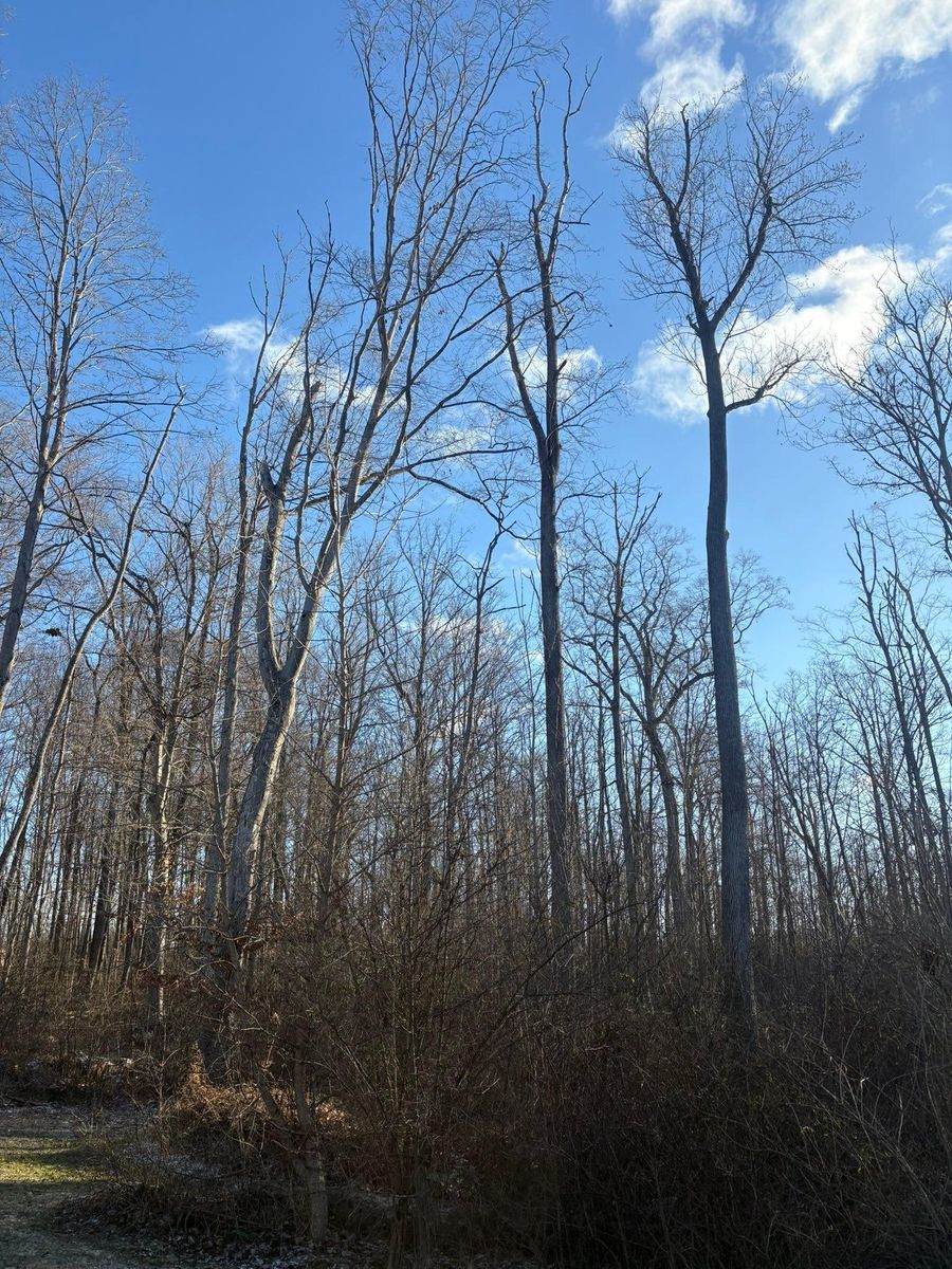 Fall Clean Up for Dig-It Tree Company in Mason, OH