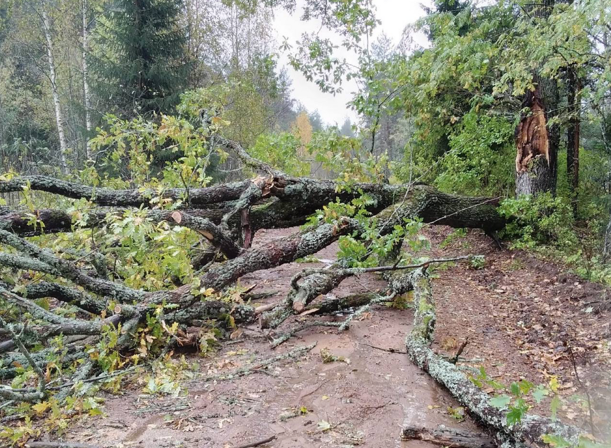Tree Trimming & Removal for Plenty Landscaping Solutions in Indianapolis, IN