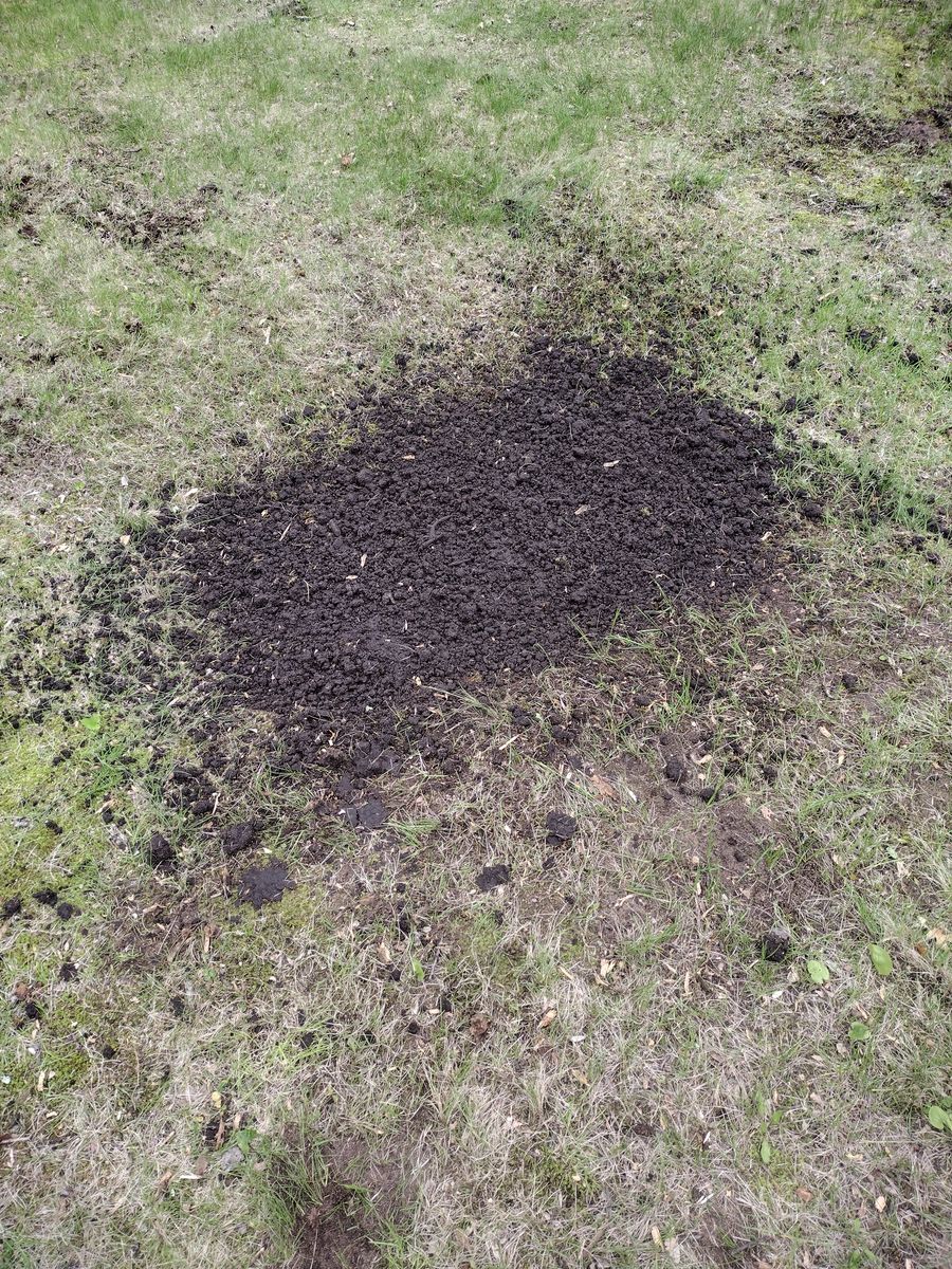 Stump Removal for Dan's tree service in Bemidji, MN